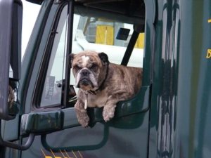 2 1 300x225 - 5 Tips To Dog-Proof Your Vehicle