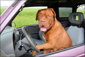 3 1 300x200 - 5 Tips To Dog-Proof Your Vehicle