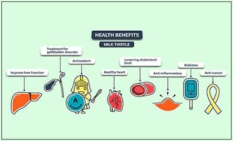 Health benefits of milk thistle