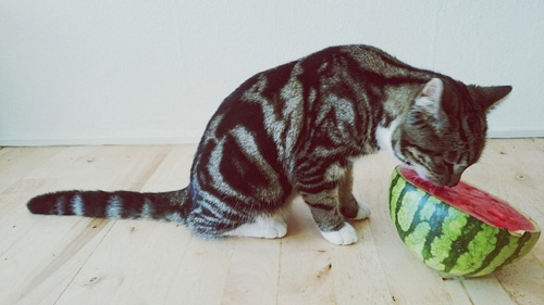 cat with watermelon - Little Known Facts About Can cats eat watermelon.